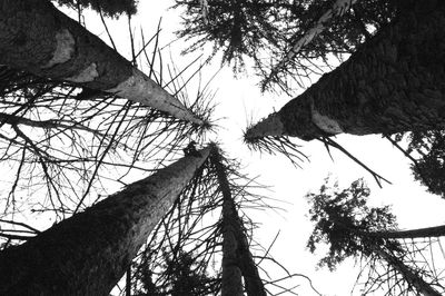 Low angle view of bare trees against sky