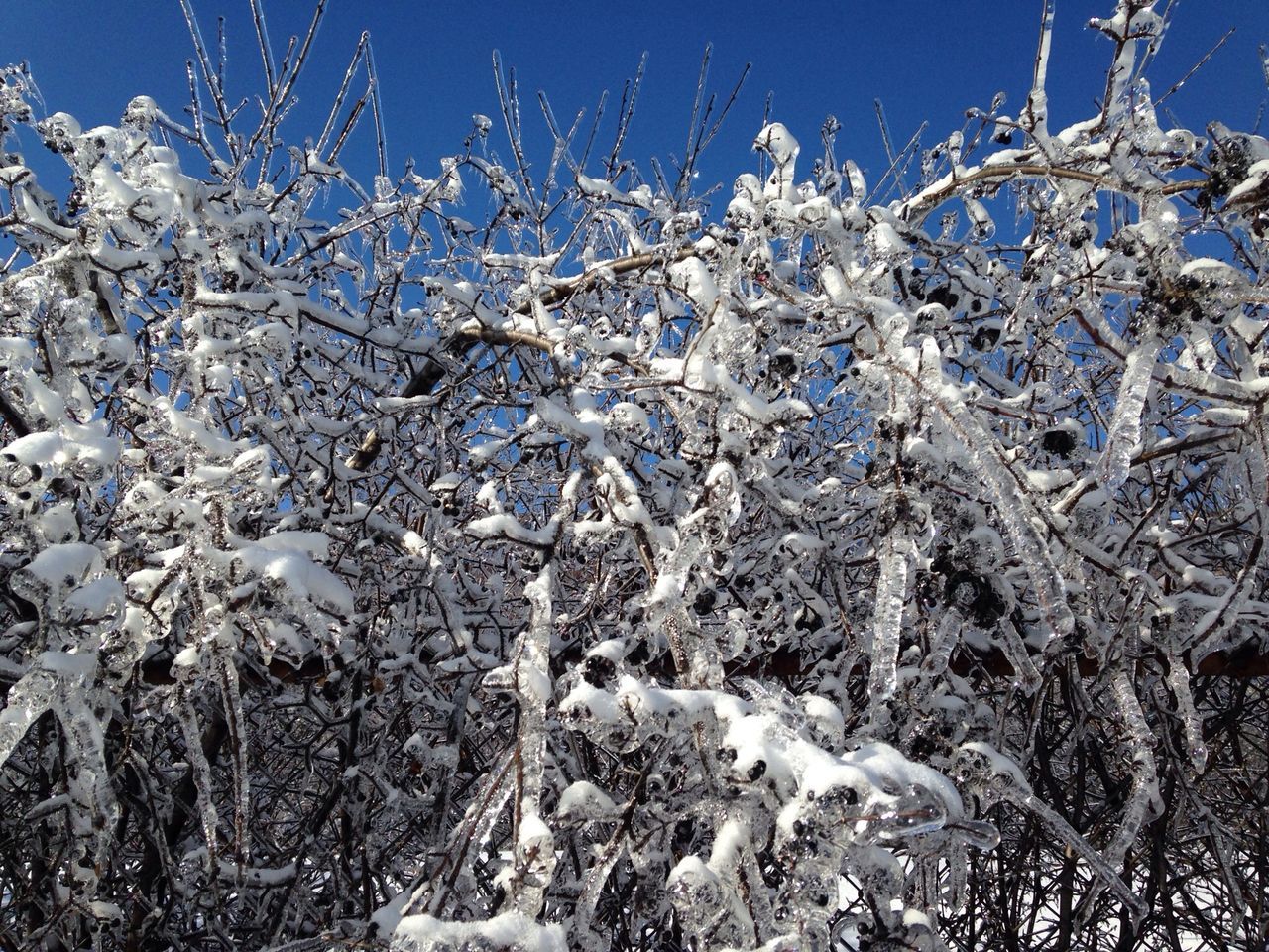 snow, winter, cold temperature, clear sky, nature, tree, blue, tranquility, beauty in nature, bare tree, growth, field, tranquil scene, white color, branch, season, landscape, sunlight, scenics, plant