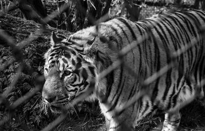 High angle view of tiger seen through chainlink fence in zoo