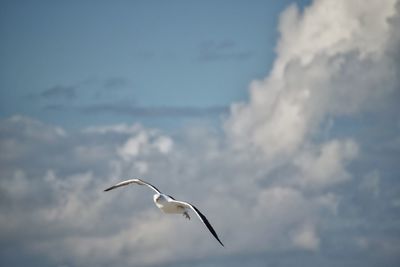 Bird flying against sky