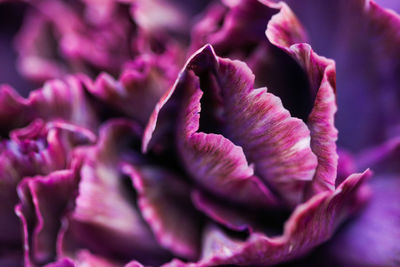 Close-up of pink rose flower