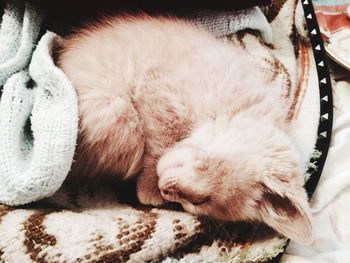 Close-up of cat sleeping