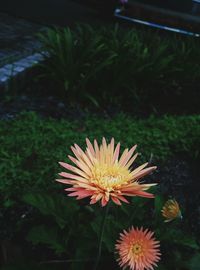 Close-up of flowers blooming outdoors