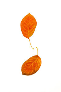 Close-up of autumn leaves on white background