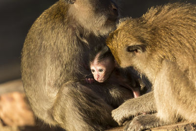 Portrait of a monkey