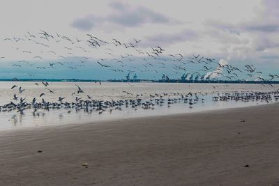 Flock of birds on shore