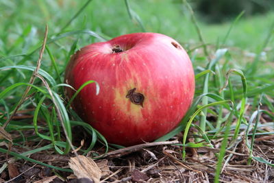 Close-up of apple on field