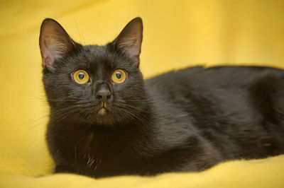 Close-up portrait of black cat