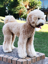 Close-up of dog sitting outdoors