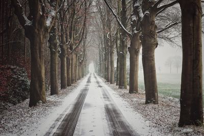 Road amidst bare trees