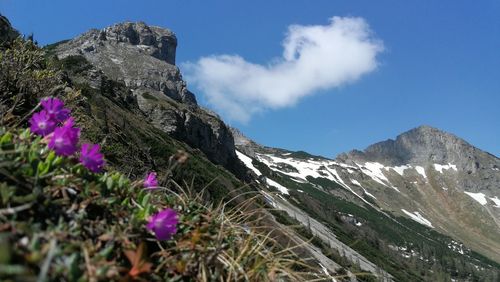 Purple flowering plants on rocky mountains against sky