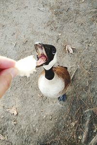 High angle view of person hand holding bird