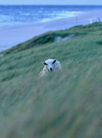 Sheep on grass against sky