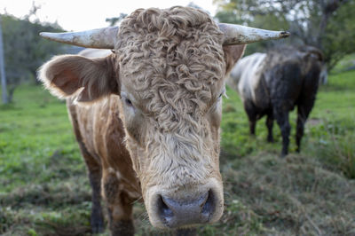 A light brown bull with horns in a free field.