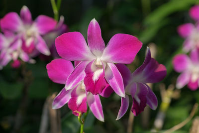 Close-up of pink flowers blooming outdoors