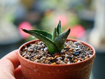 Cropped hand of person holding wet potted agave plant