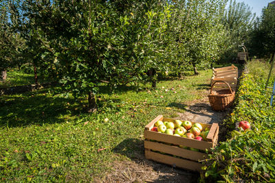 View of apples in basket