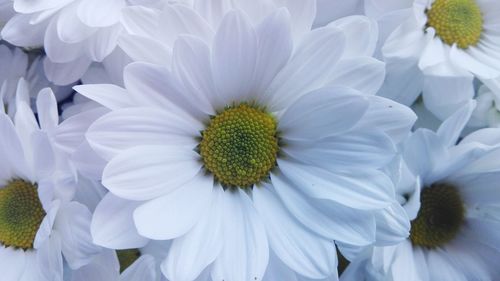 Close-up of white flowers blooming outdoors