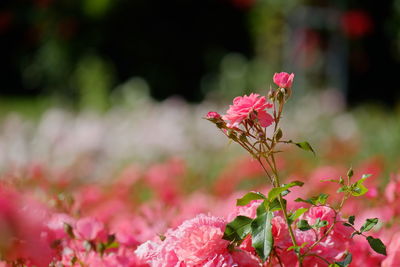 Close-up of pink flowering plant