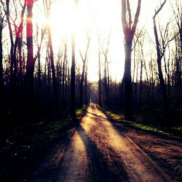 the way forward, tree, diminishing perspective, vanishing point, tranquility, transportation, road, sunset, sun, tranquil scene, nature, forest, sunlight, dirt road, landscape, country road, scenics, beauty in nature, bare tree, empty road