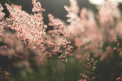 Close-up of flowering plants on field