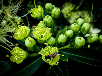 Close-up of green flowering plant