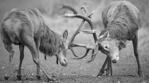 Horses standing in a field