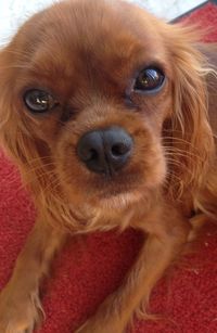 Close-up portrait of dog