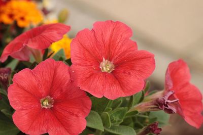 Close-up of red hibiscus blooming outdoors