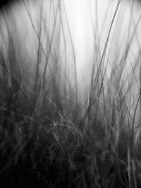 Close-up of grass on field