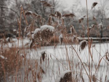 Close-up of frozen plants on field