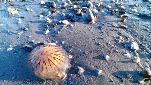 High angle view of crab at beach