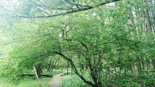 Trees growing outdoors