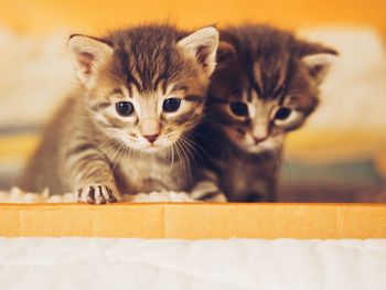 Close-up of kittens sitting on bed