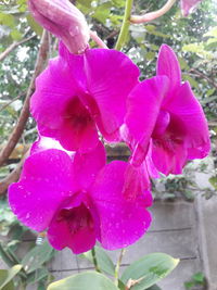 Close-up of pink flower blooming outdoors