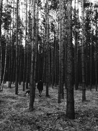 Trees in forest