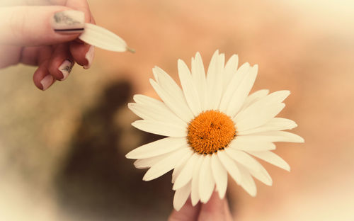 Close-up of hand holding white flowering plant