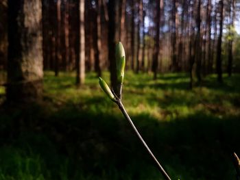 Close-up of plant