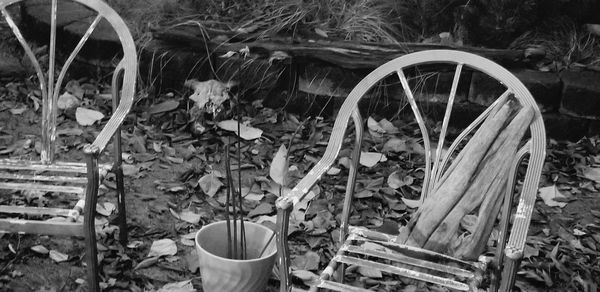 Close-up of plants