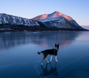 View of a dog on the beach