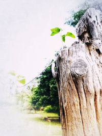 Close-up of tree trunk against clear sky