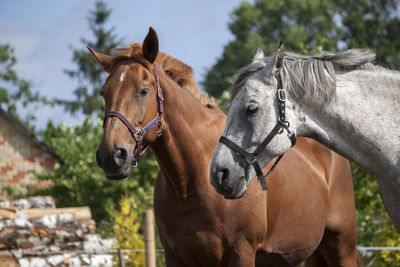 Horses in ranch