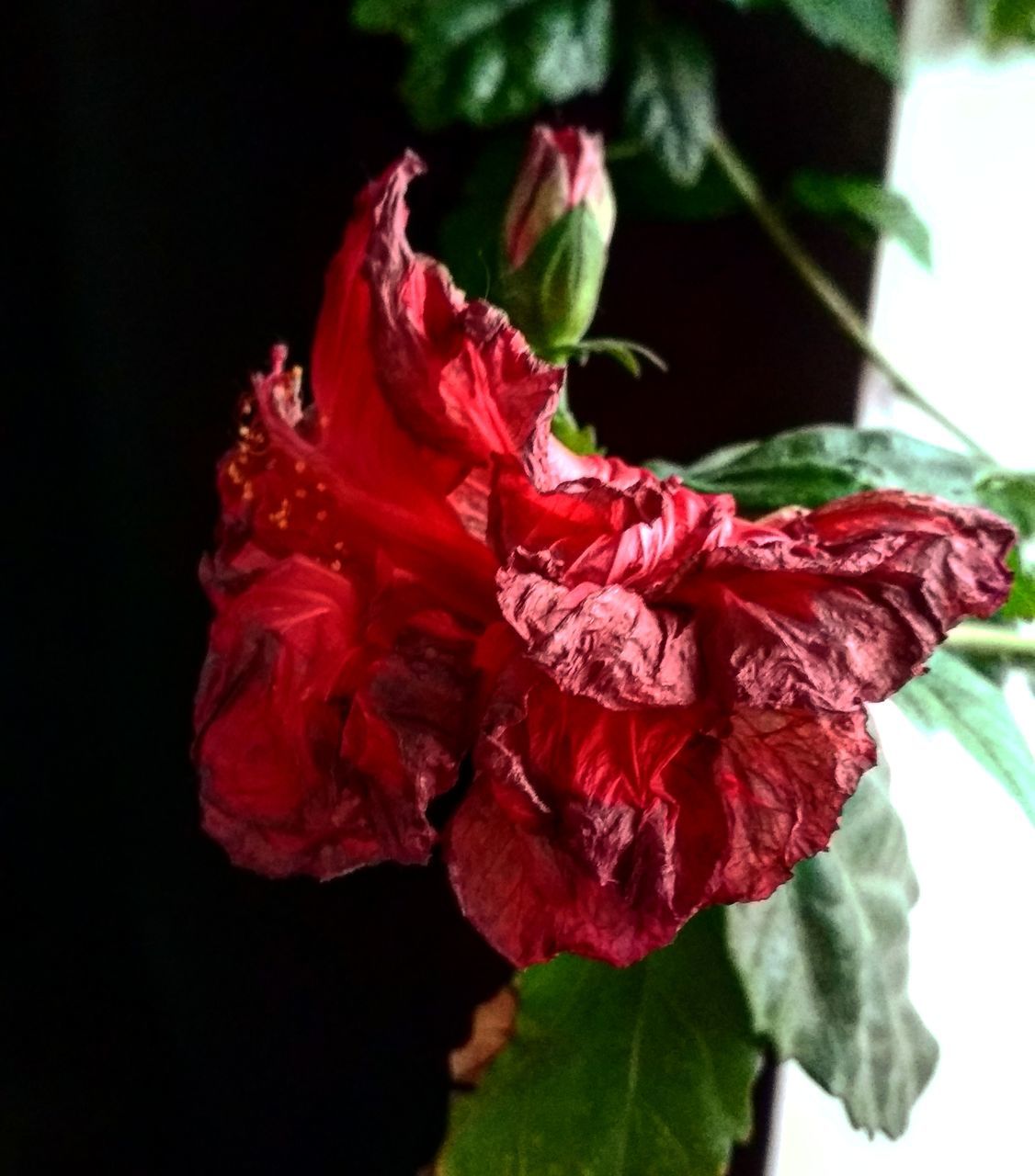 flower, red, petal, plant, nature, growth, beauty in nature, fragility, flower head, no people, freshness, close-up, outdoors, blooming, hibiscus, day