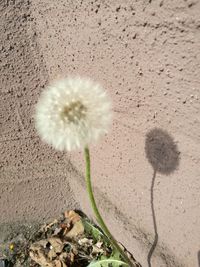 Close-up of flower