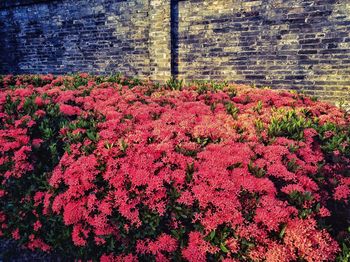 Red flowering plants against wall