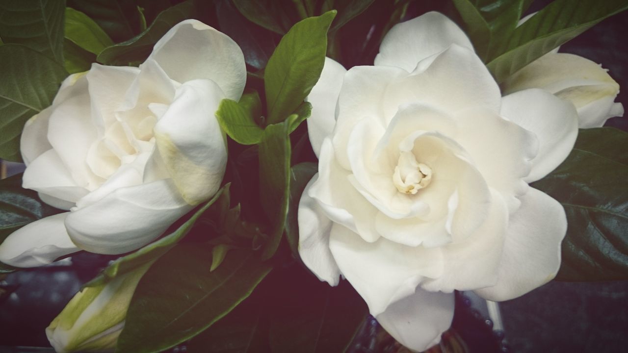 flower, petal, flower head, fragility, freshness, white color, growth, beauty in nature, rose - flower, close-up, blooming, nature, plant, high angle view, leaf, white, single flower, in bloom, no people, blossom