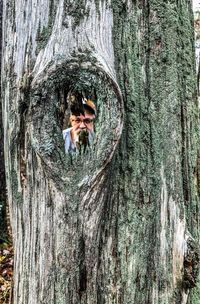 Man seen through tree trunk at forest
