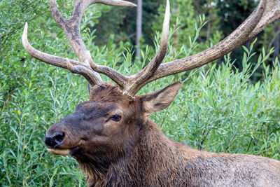 Portrait of deer in forest