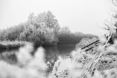 Trees by lake against clear sky