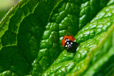 Close-up of ladybug on leaf